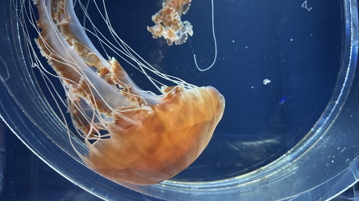 Jellyfish