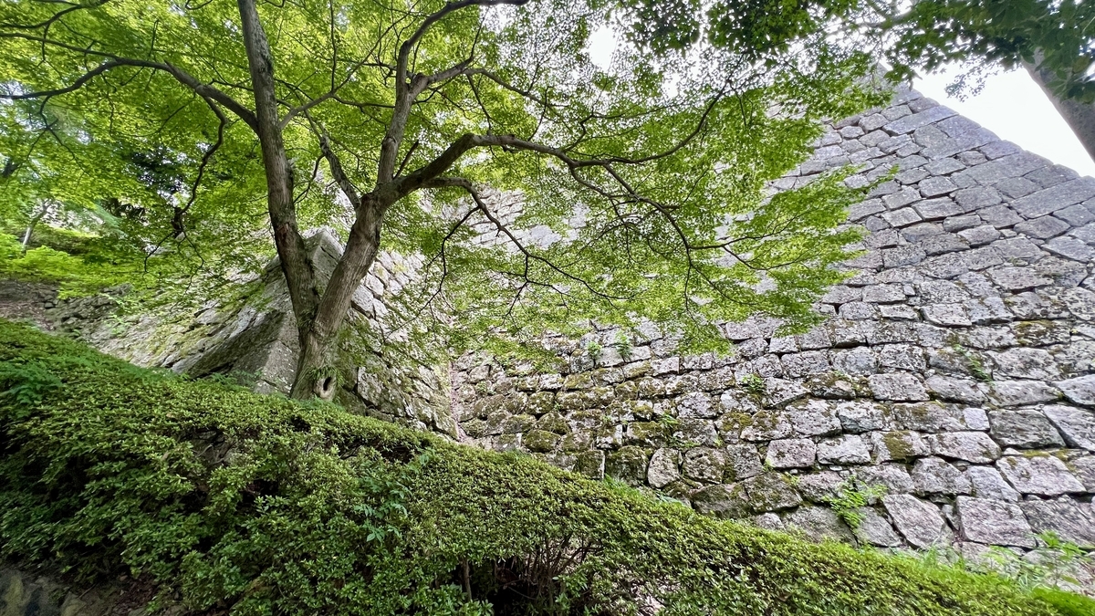 Towering stone walls of Marugame Castle bathed in sunlight filtering through trees. Harmonized with natural surroundings.