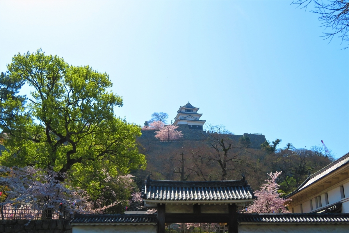 Cherry blossoms in full bloom surrounding the Marugame Castle keep. A scene where stone walls and spring colors meet.