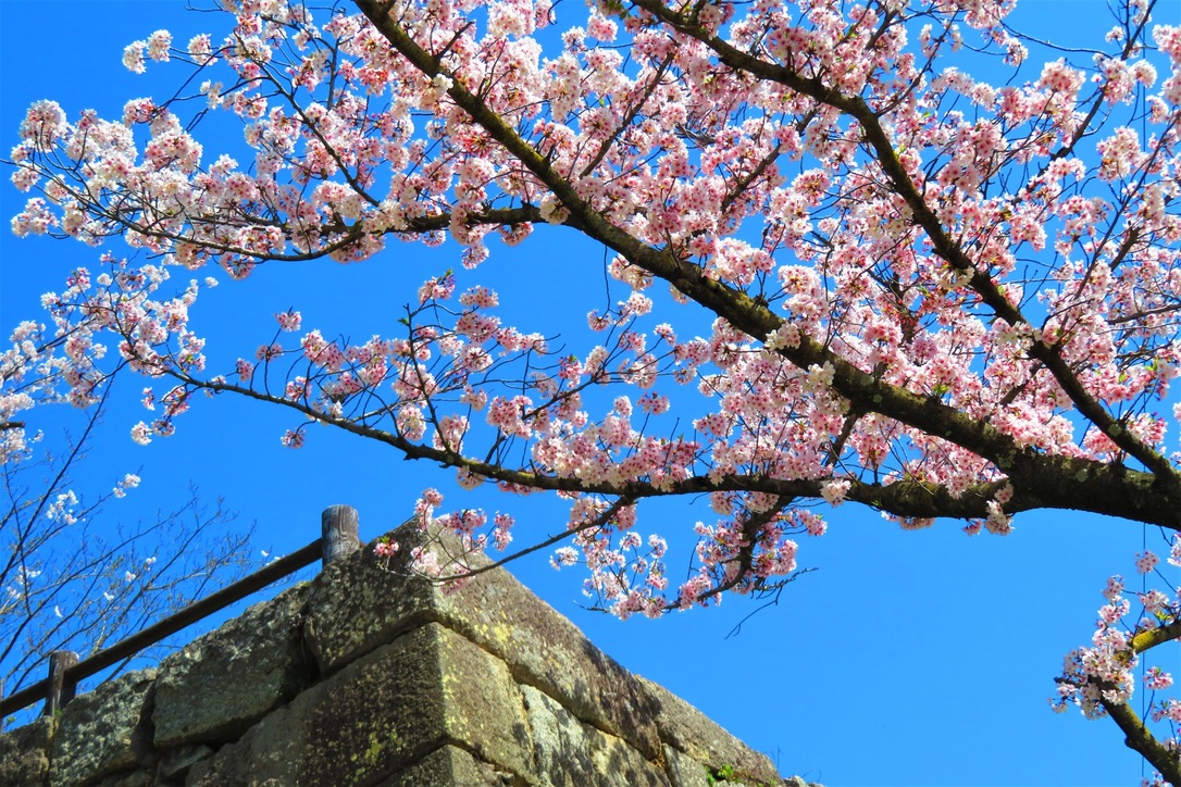 View looking up at cherry blossoms and the stone walls of Marugame Castle. A vivid spring scene under the blue sky.