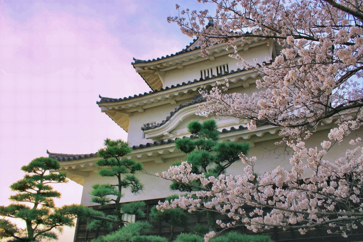 Cherry blossoms in full bloom with the castle keep in the background. Soft, dreamy evening colors enhance the atmosphere.