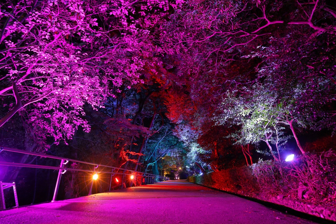 Trees and pathways lit with purple illumination in a nighttime scene at Marugame Castle.