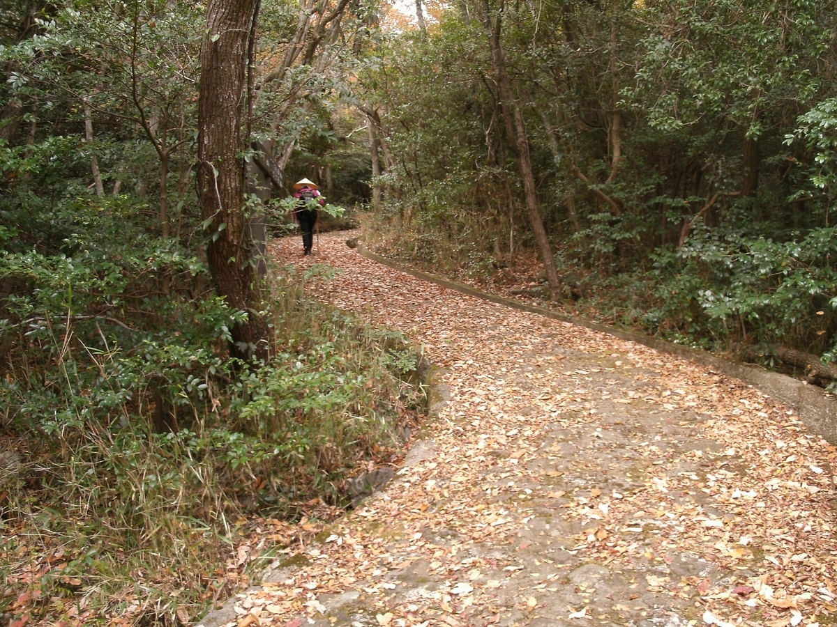 Sendero cubierto de hojas en la Ruta Ura 8 Vistas