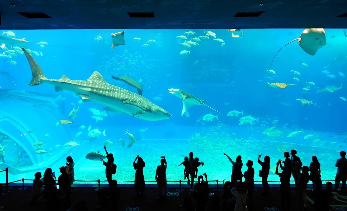 美ら海水族館大水槽で泳ぐジンベエザメと観覧する人々