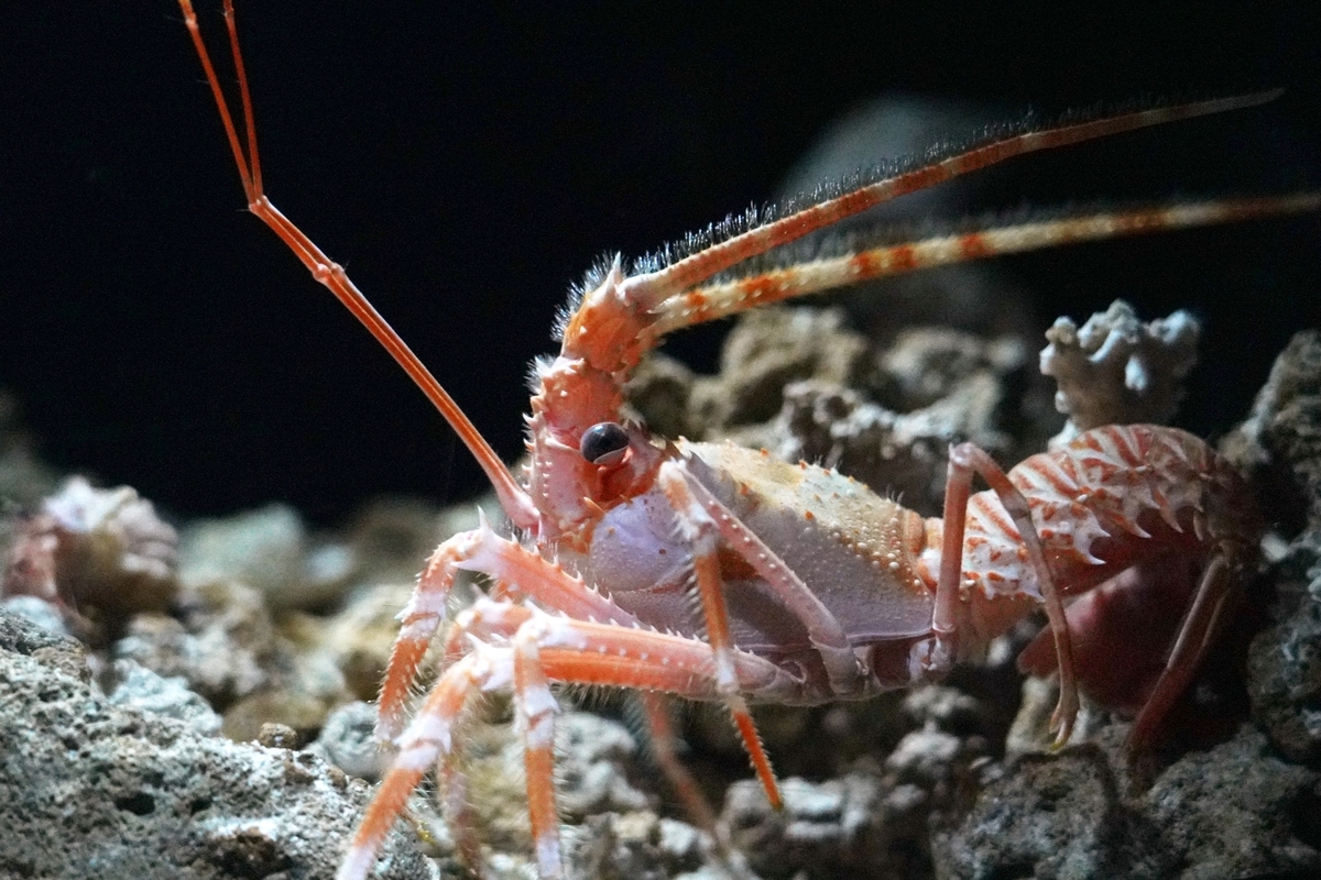 กุ้งน้ำลึกในแทงค์ที่มืดมิด
