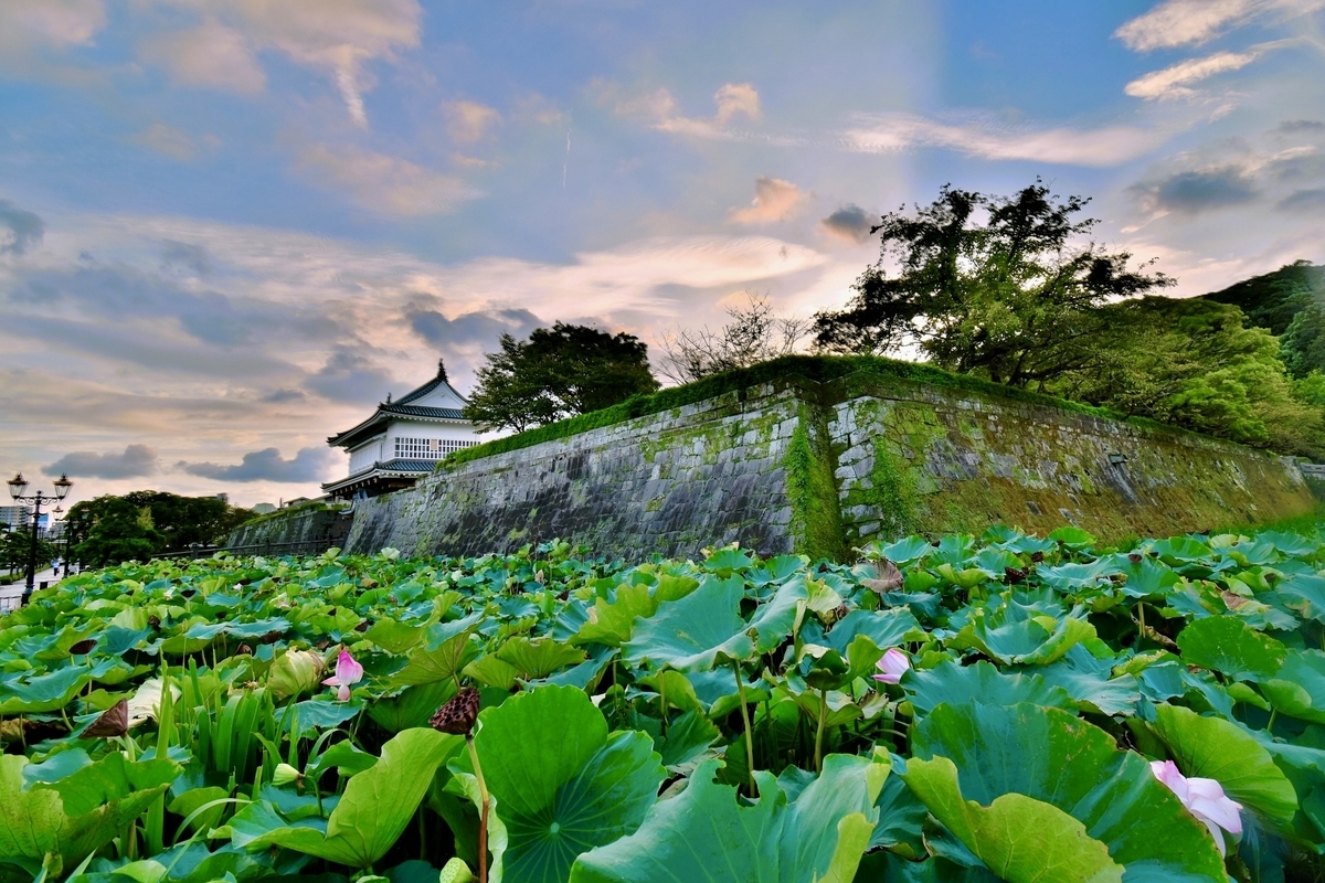 Summer view of lotus flowers on the moat with Goromon Gate seen beyond the stone walls