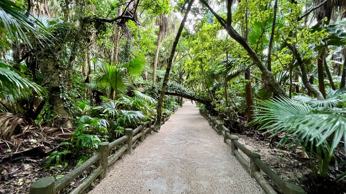 亜熱帯植物が生い茂る青島神社の参道を真っ直ぐに進む風景