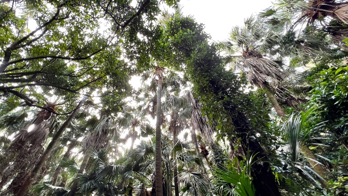 空へ向かって伸びる亜熱帯植物の木々が生い茂る青島の森