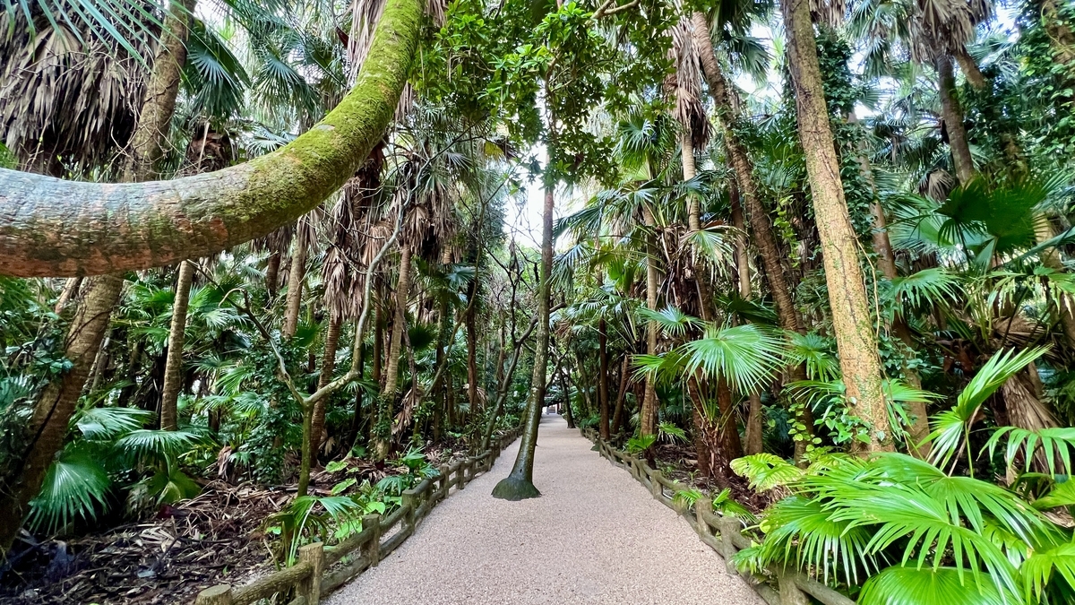 南国植物が密集する青島神社の参道を包む緑のトンネル