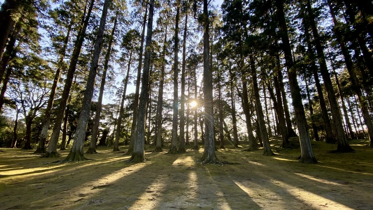 ทัศนียภาพของซากฮอนมารุเดิมพร้อมแสงส่องผ่านต้นซีดาร์