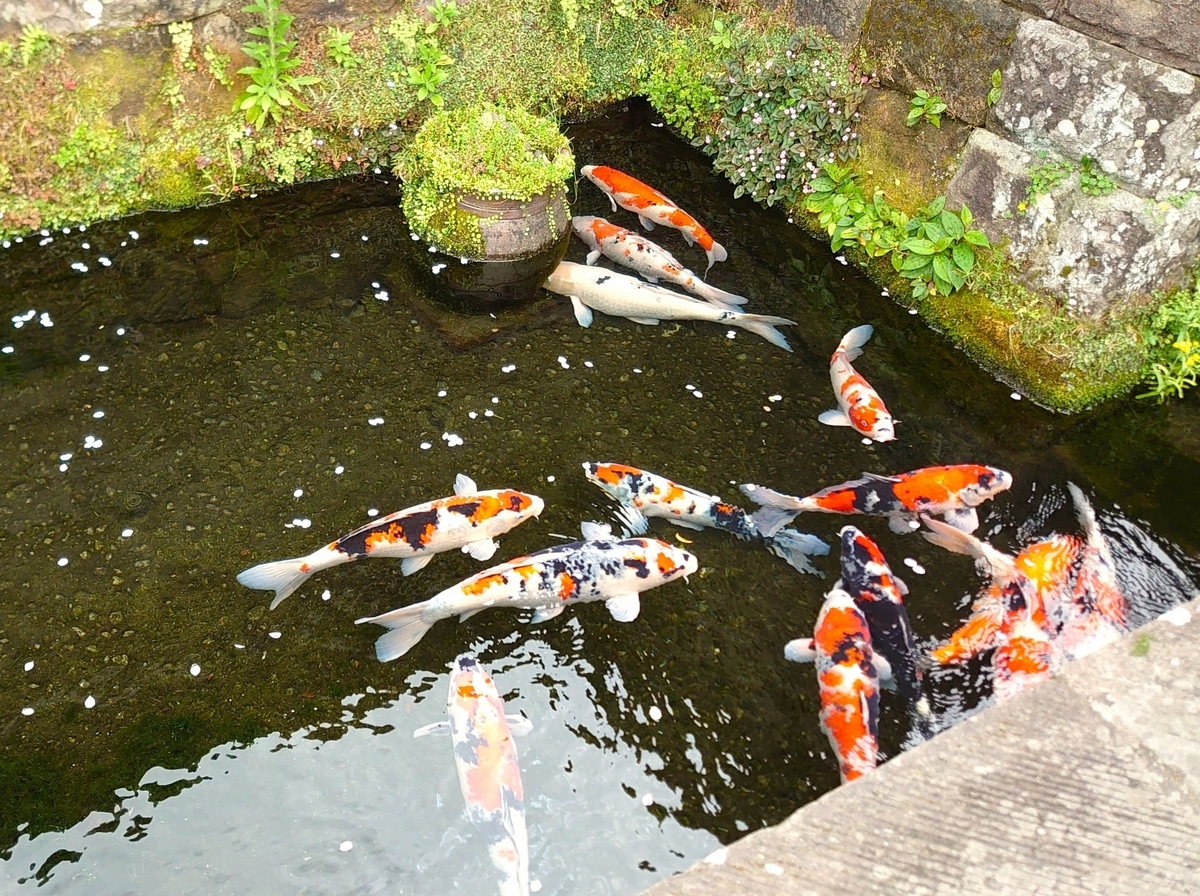 성하마을의 수로를 헤엄치는 비단잉어 무리