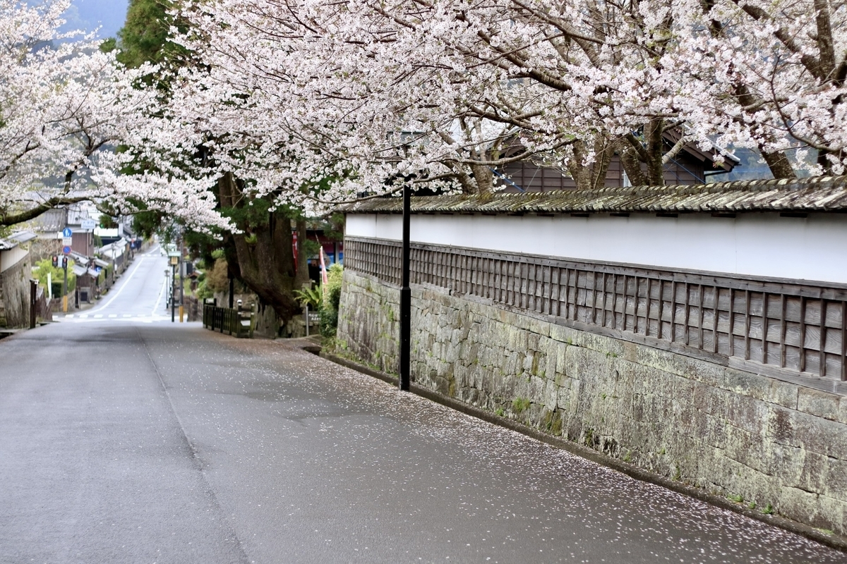 봄의 벚꽃길과 돌담이 아름다운 성하마을의 풍경