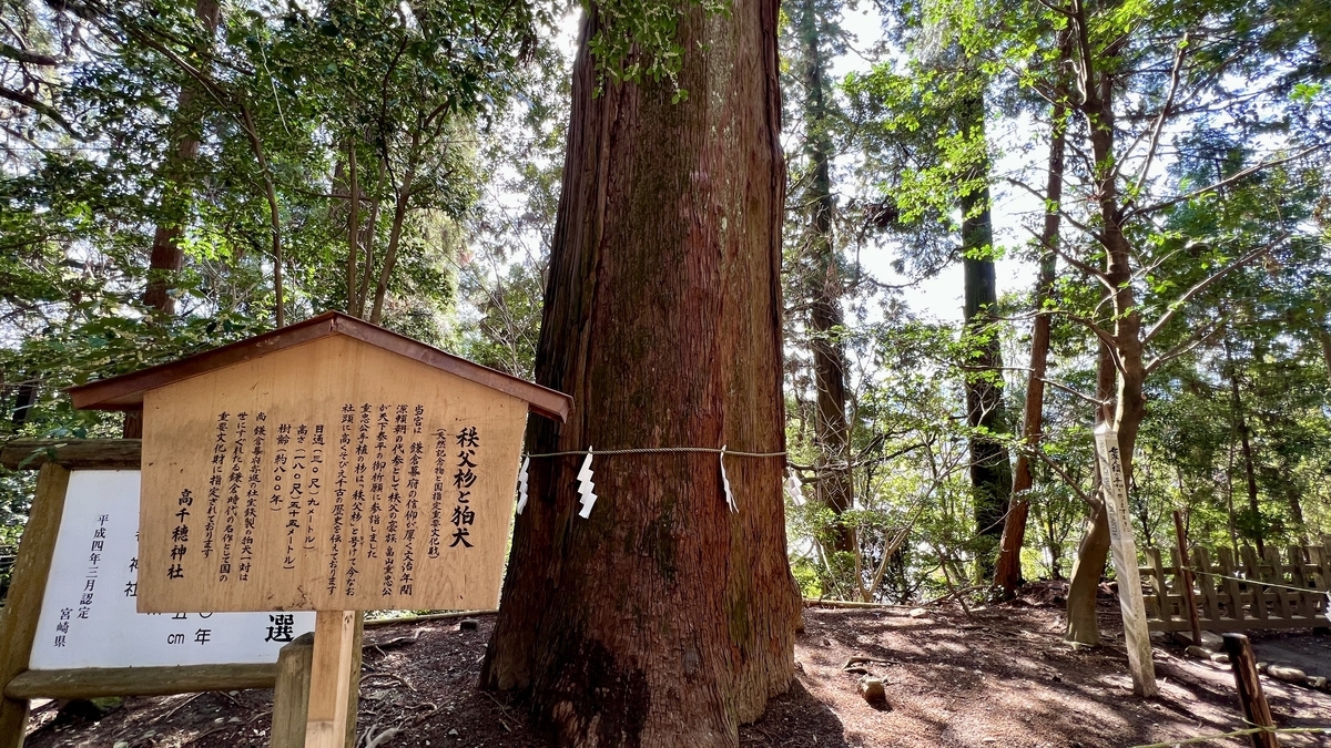 高千穗神社參道的秩父杉和由來說明牌
