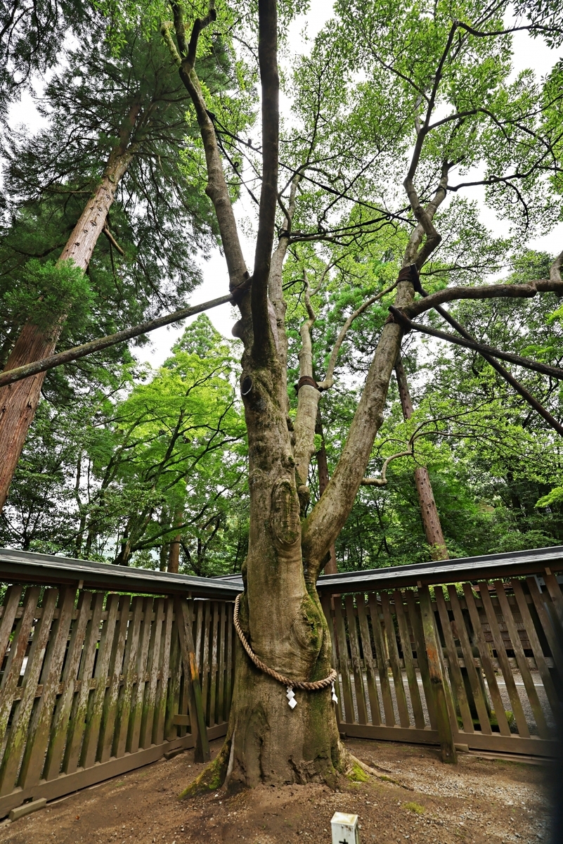 西本宫拜殿前神木招灵木的树干和枝叶