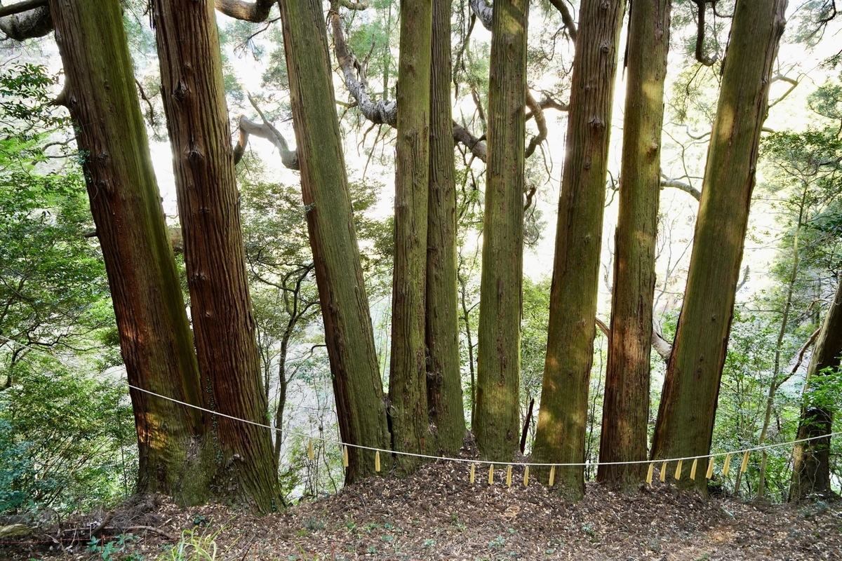 根部相连的七棵杉树并排而立的七本杉神木