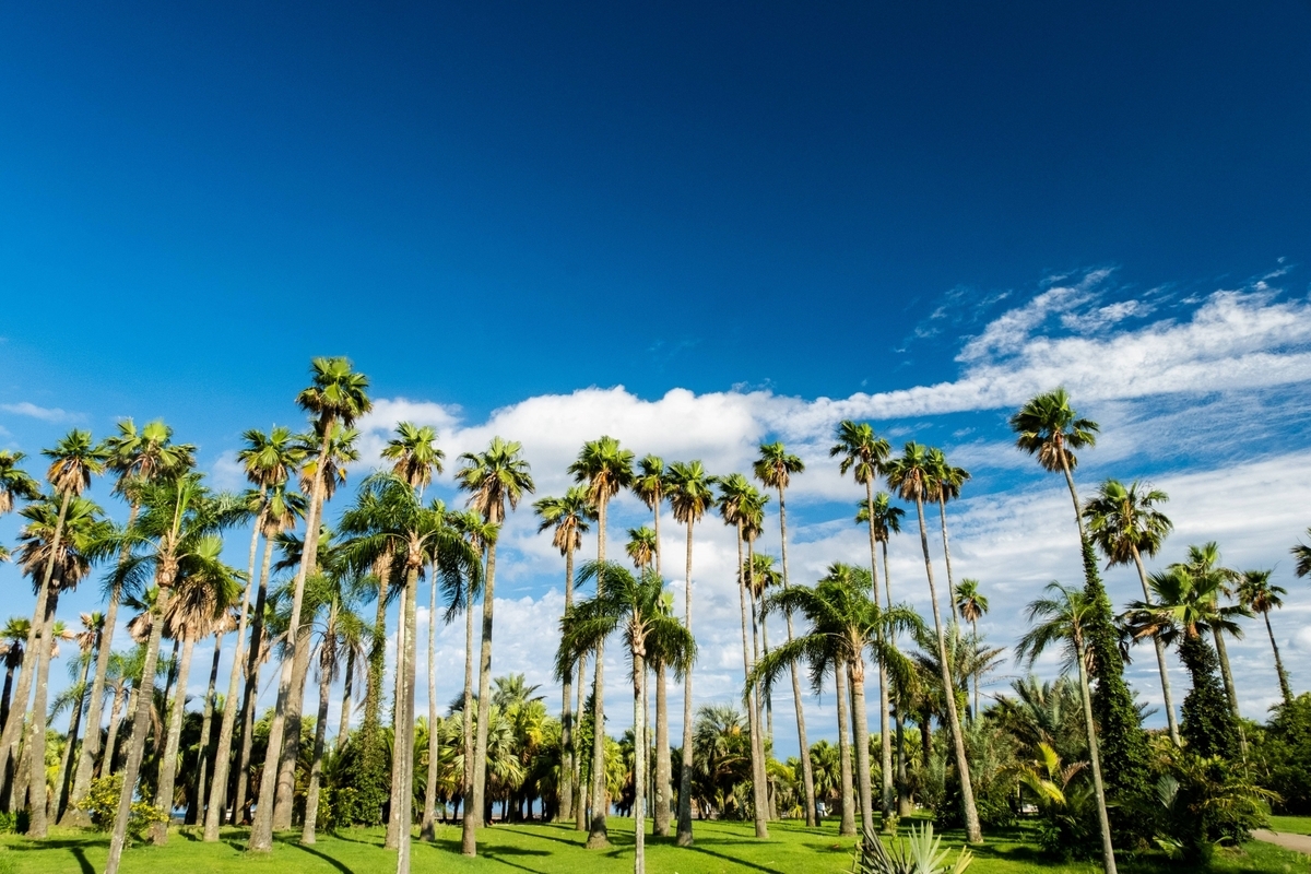 Phoenix palm trees and lawn under blue sky in a tropical park