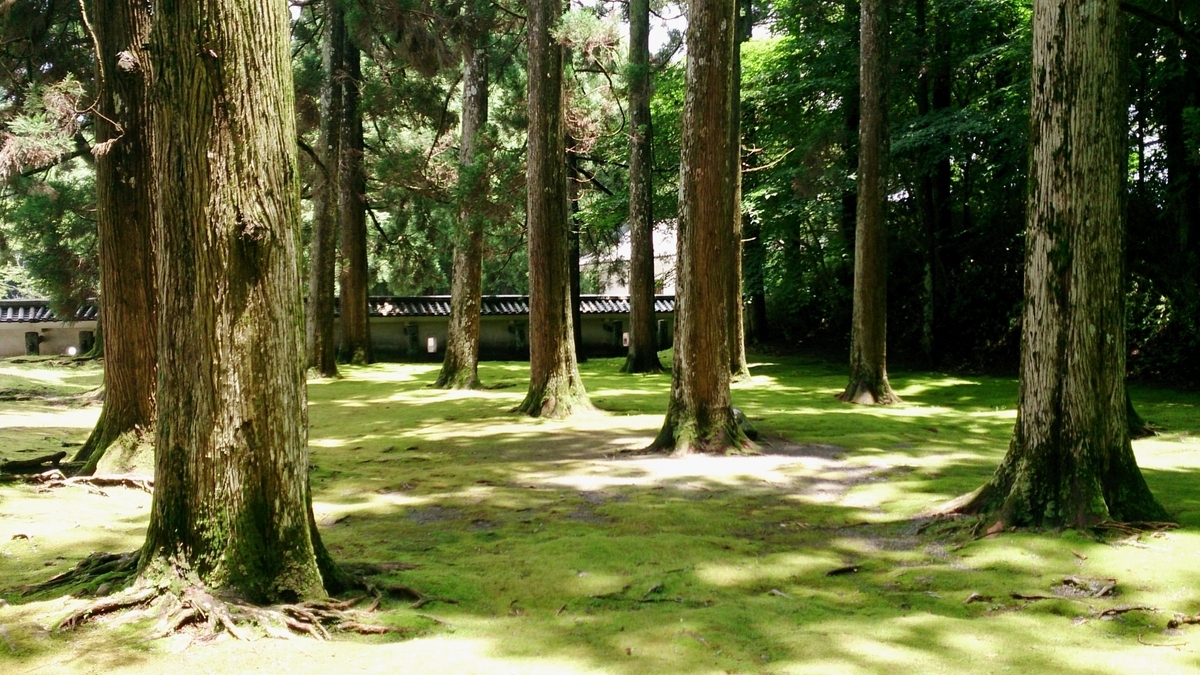 Cedar forest and mossy ground at the main bailey ruins of Obi Castle