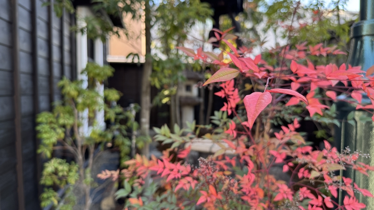 빨간 난텐 잎이 전경에 비치는 소정원 식재, 검은 담장 아래로 석등이 보이는 정경