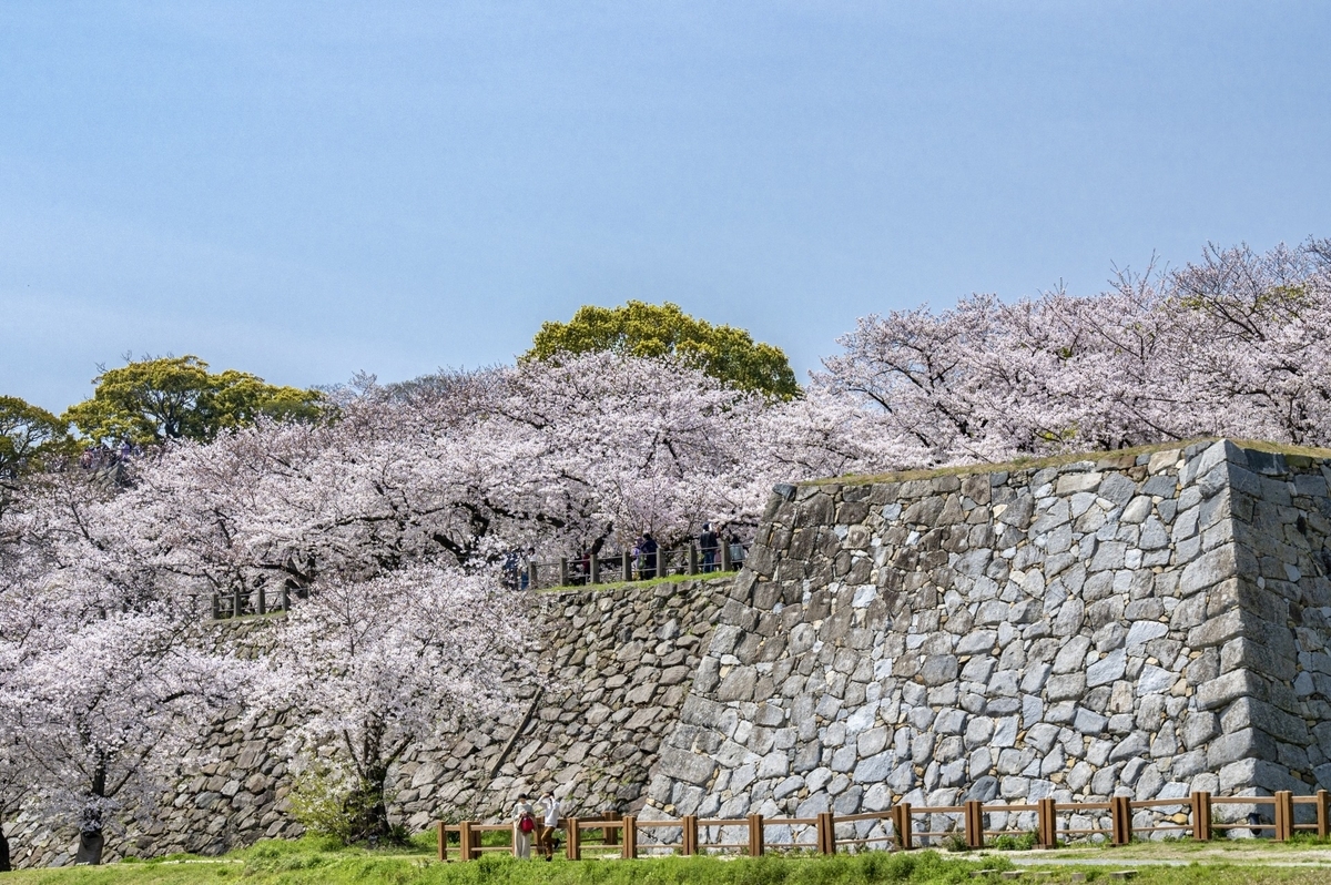 福岡城高石垣與步道上方盛開的櫻花樹蔭