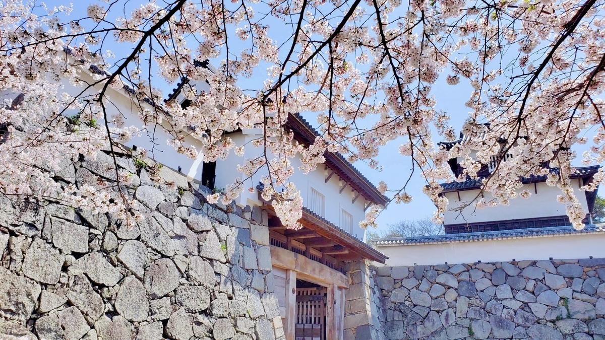 透過櫻花枝看到的福岡城下之橋御門與白牆多聞櫓