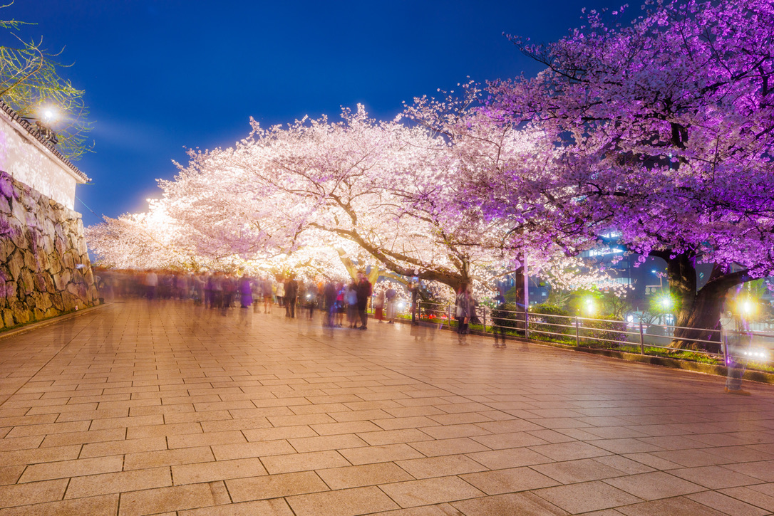 夜晚石板路沿線燈光照耀的櫻花樹蔭與熱鬧的人群