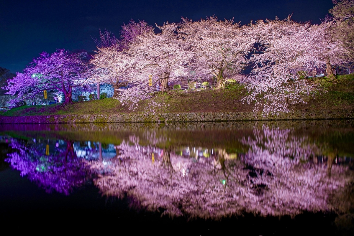 護城河水面倒映的燈光夜櫻與紫色照明