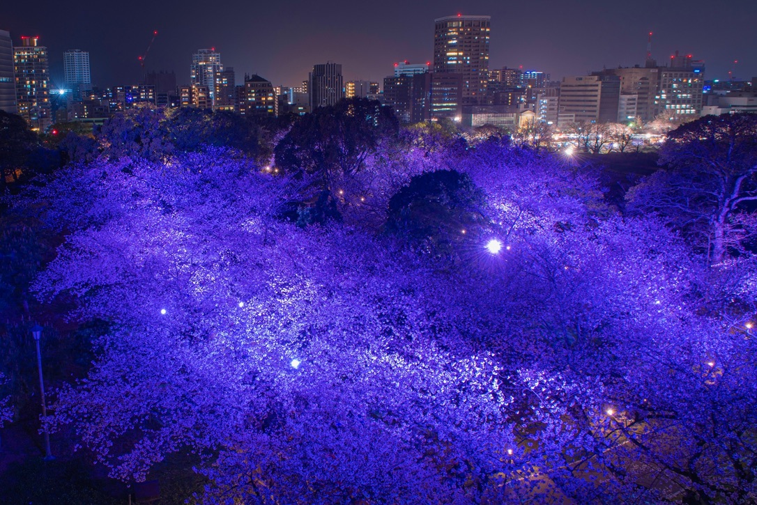福岡城夜櫻被藍紫色燈光照耀與福岡市區夜景