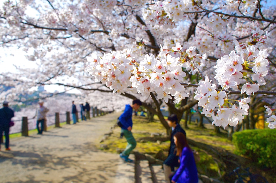 滿開櫻花花穗在前景的大濠公園步道賞櫻風景