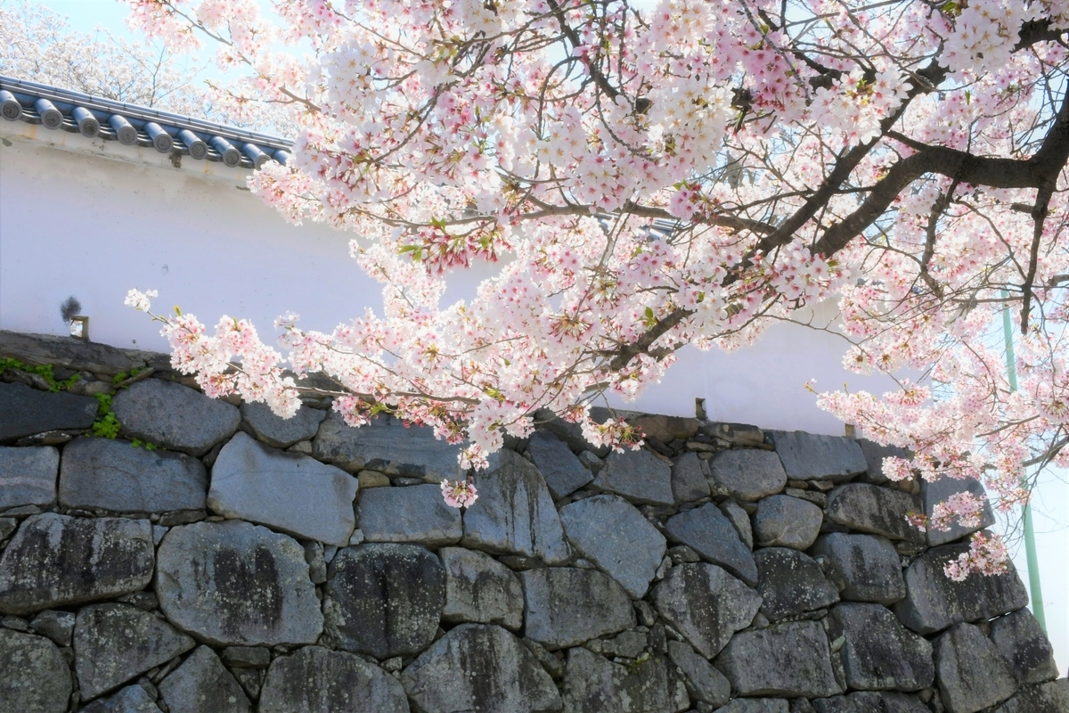 福岡城白牆石垣上垂掛的滿開櫻花枝