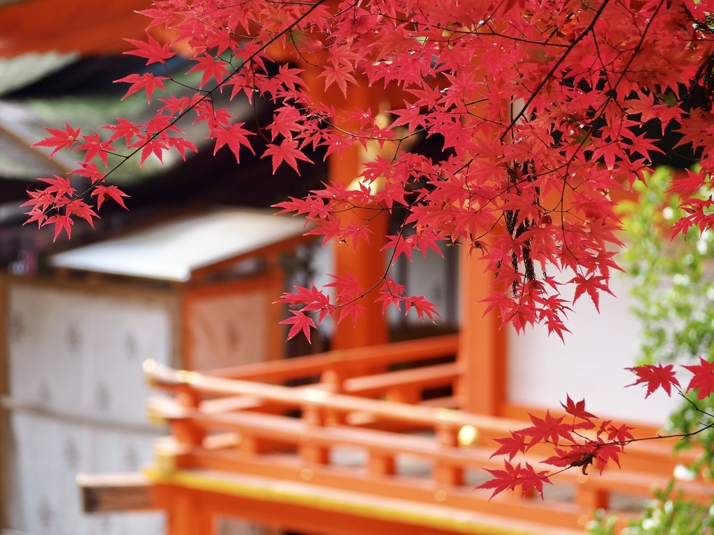 Recinto de santuario en otono con hojas de arce rojas llenando las ramas, con edificios de santuario bermellones y balaustradas visibles al fondo