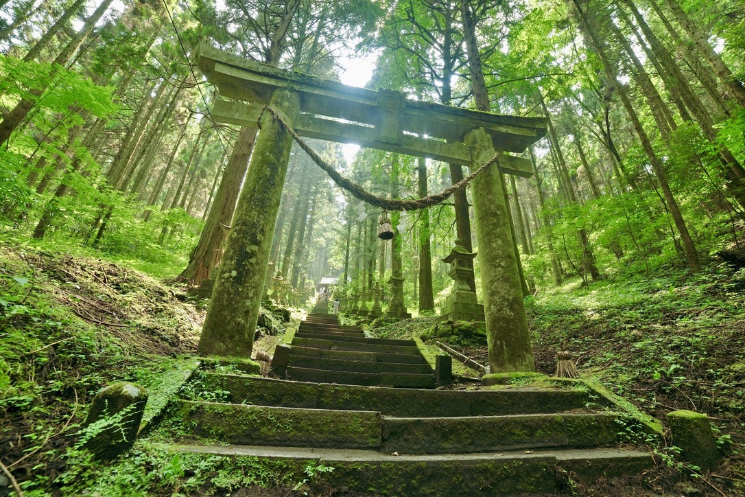 Torii de piedra cubierto de musgo con escalones de piedra continuando a traves de un bosque de cedros con luz filtrada en el camino de aproximacion
