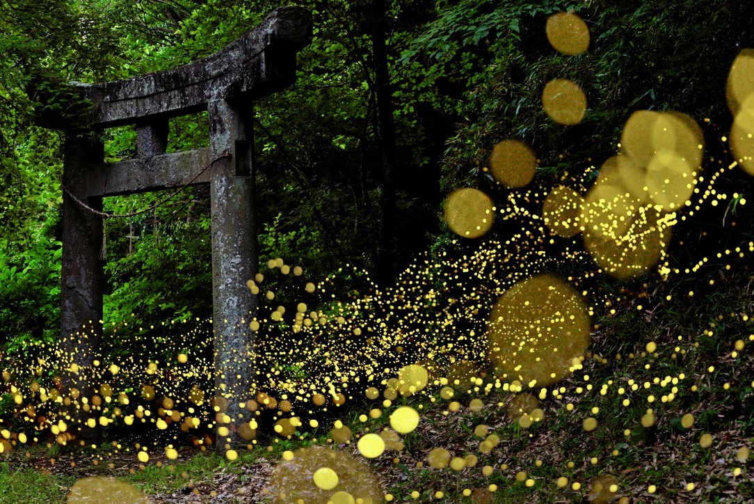 Escena mistica con innumerables luces doradas danzando frente a un torii de piedra en un bosque profundo