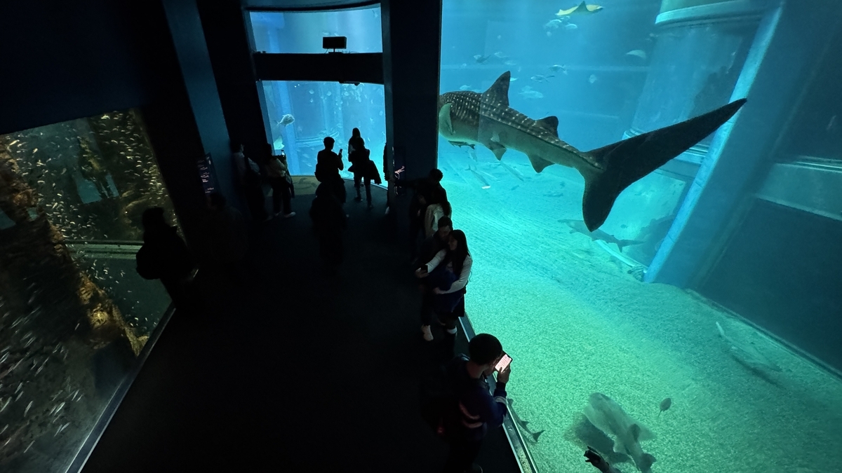 ผู้เยี่ยมชมภายในไคยูคังมองขึ้นไปชมฉลามวาฬว่ายอยู่ในตู้ปลาขนาดยักษ์