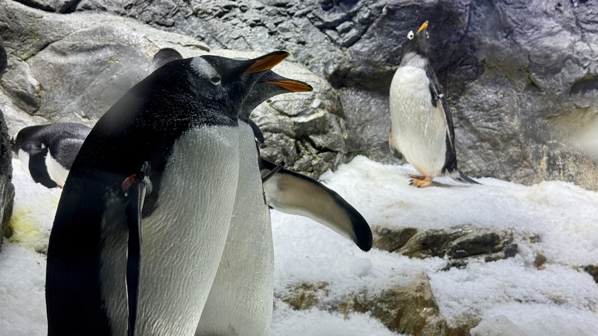 雪の展示場で立つジェンツーペンギン