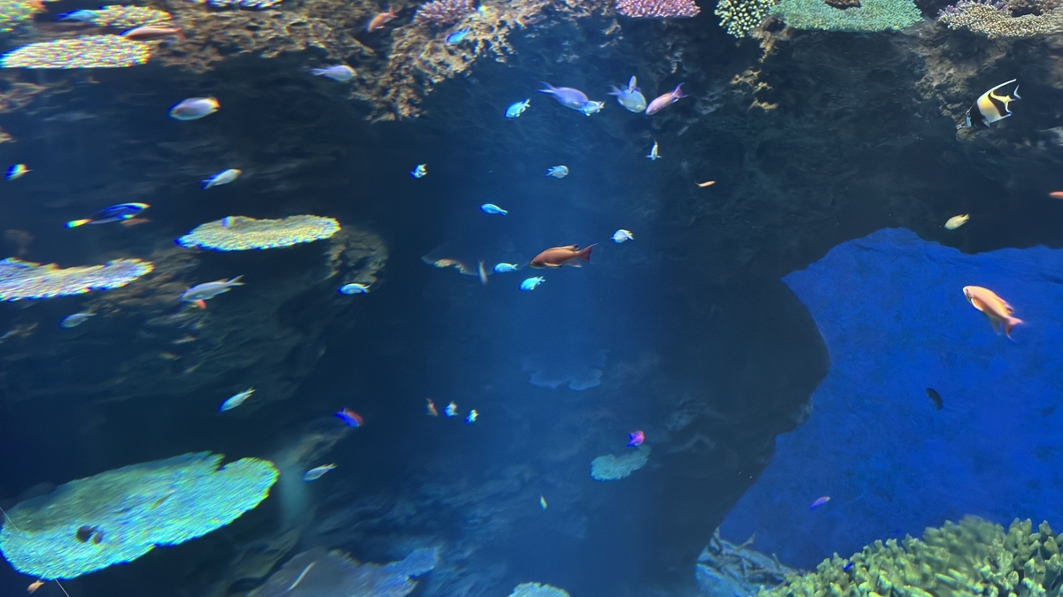 サンゴ礁の水槽を泳ぐ色鮮やかな熱帯魚