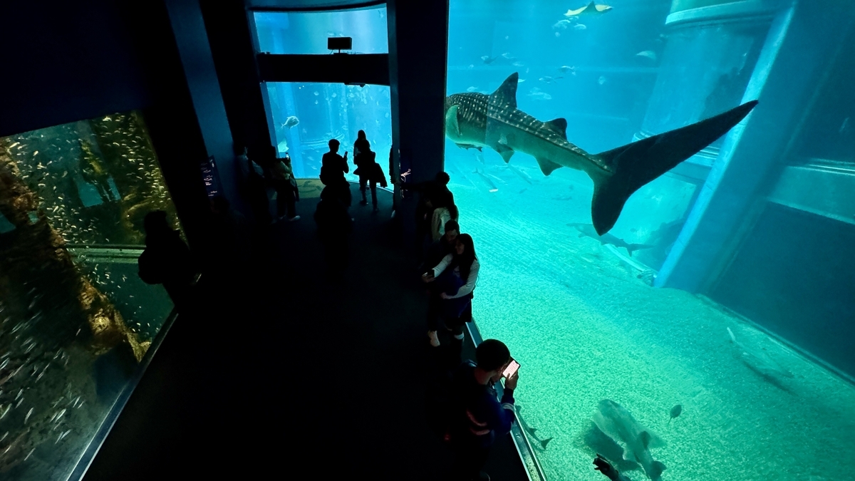 太平洋水槽を泳ぐジンベエザメと見学通路