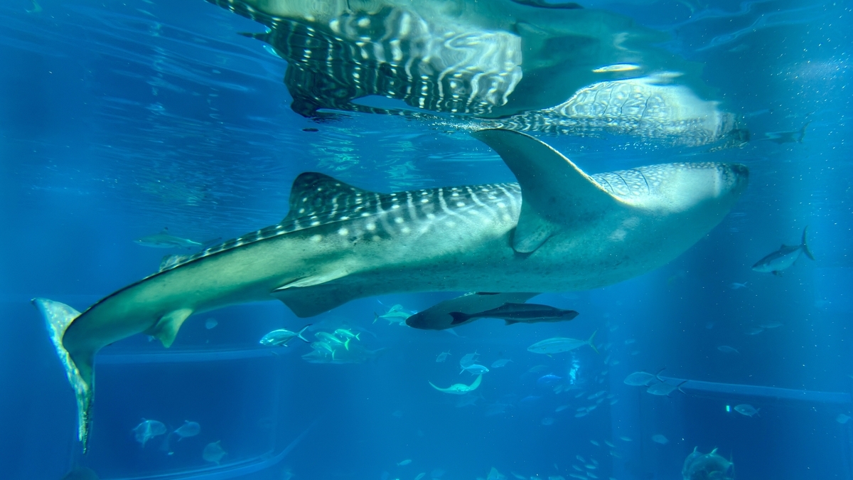 太平洋水槽を悠然と泳ぐジンベエザメ