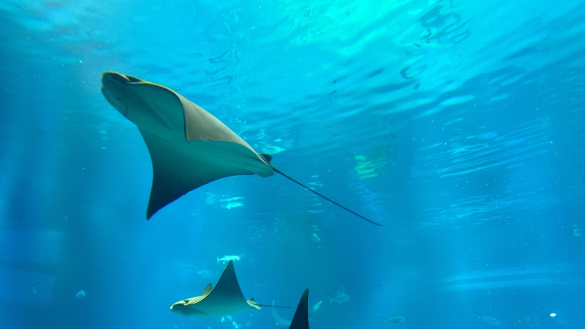 青い水槽内を滑空するイトマキエイ