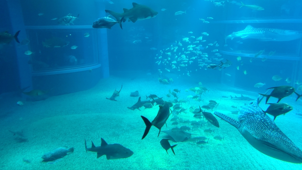 多様な魚が泳ぐ太平洋水槽の全景