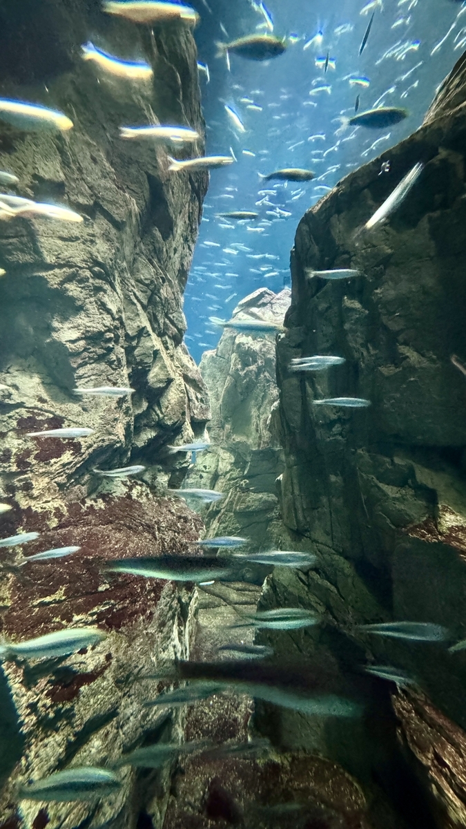 岩場の水槽で群泳するカタクチイワシ