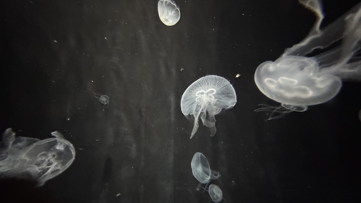 暗い水槽内を漂うミズクラゲ