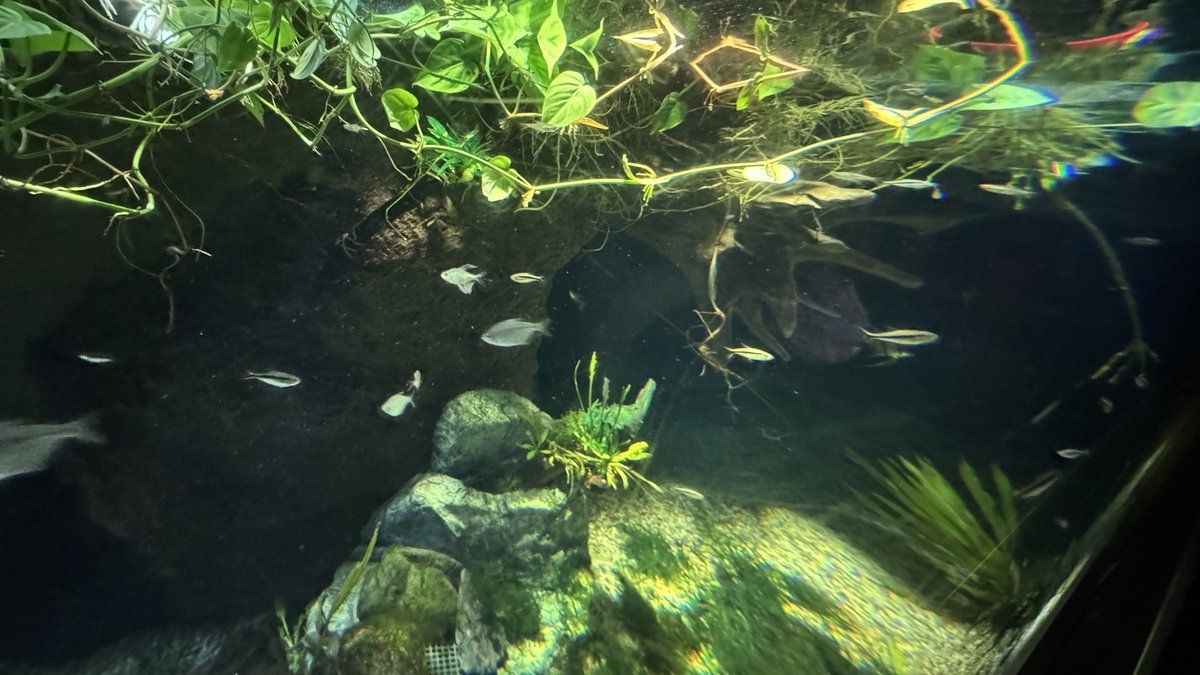 水草が茂る日本の渓流水槽