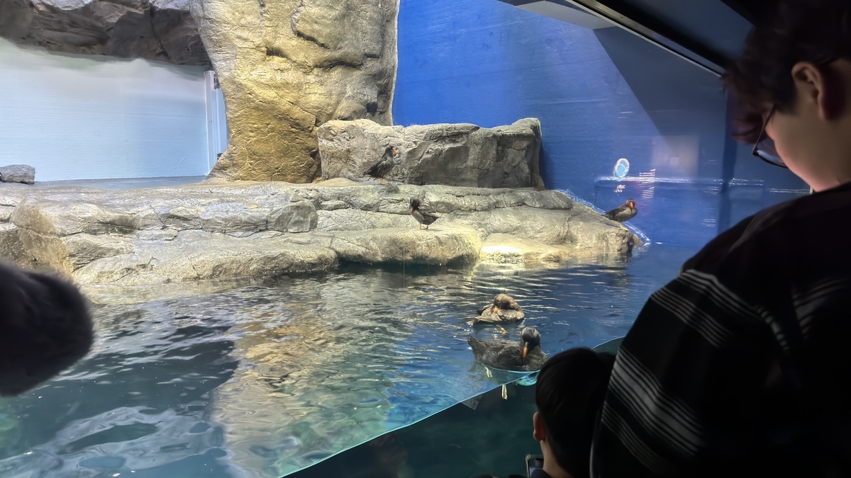 水槽前でエトピリカを観察する来館者