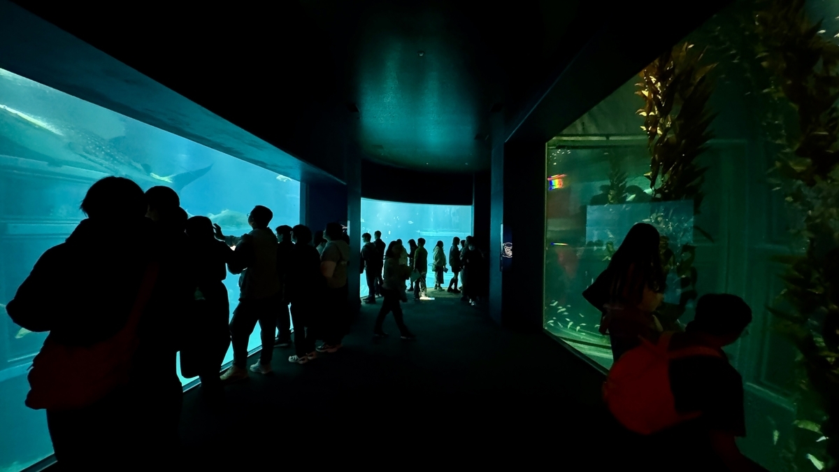 水槽沿いの通路を巡る海遊館の来館者