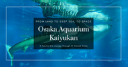 大阪海遊館遊覽指南——14個主題水槽帶你環遊太平洋