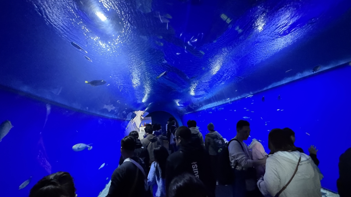 아쿠아 게이트 터널 수조의 푸른 물속을 헤엄치는 물고기들