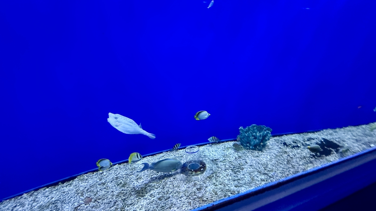 아쿠아 게이트 수조에서 머리 위를 가로지르는 가오리