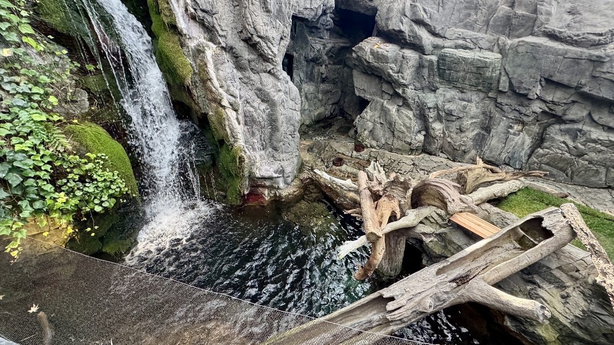 일본의 숲 전시의 수변 수조에서 헤엄치는 민물고기
