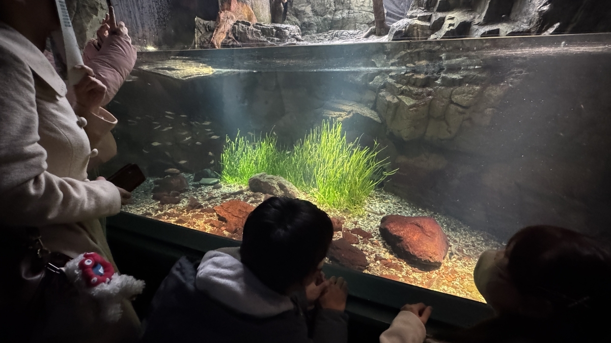 숲에서 바다로 전시의 수중 구간에서 무리 지어 헤엄치는 물고기들