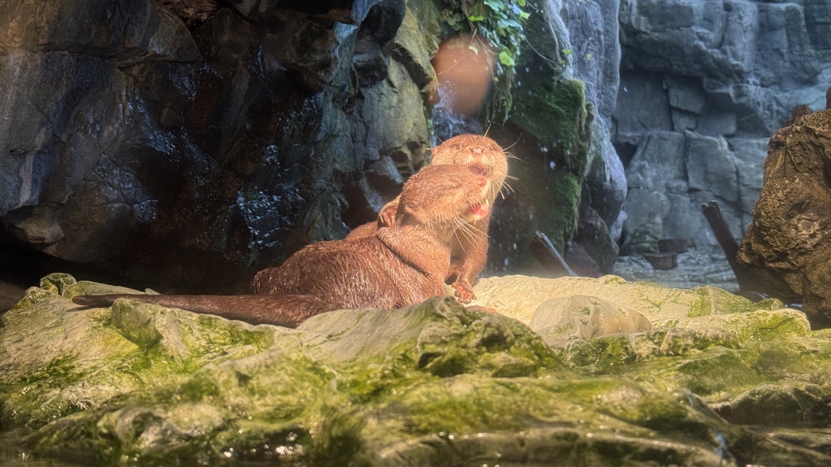 두 마리의 작은발톱수달이 서로 기대며 장난치는 모습